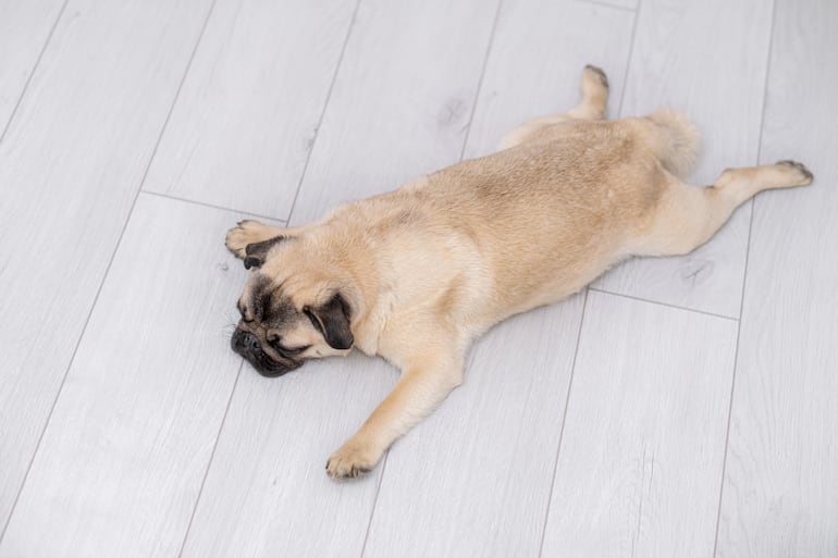 Perro duerme en la pose del superhéroe.