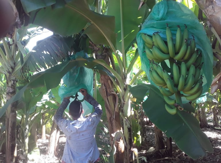 Los más interesados en mejorar su producción son los bananeros  y los piñeros