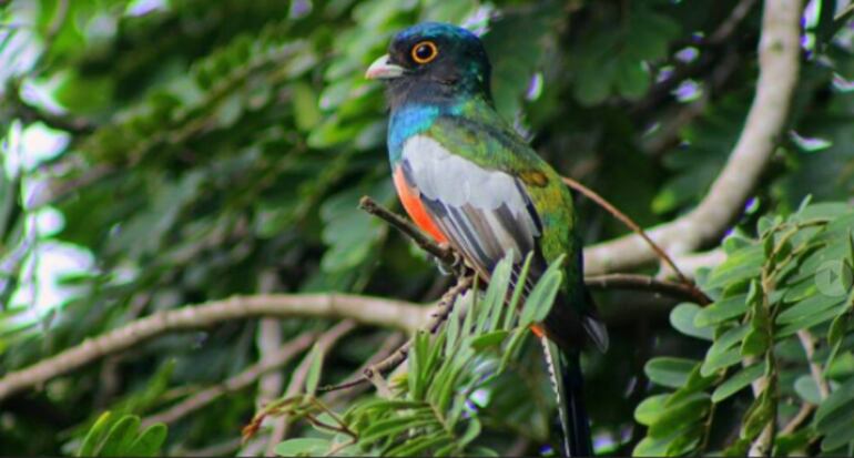 Ave en el Bio Centro Ecológico. (Fuente: portal web Guyra Paraguay).