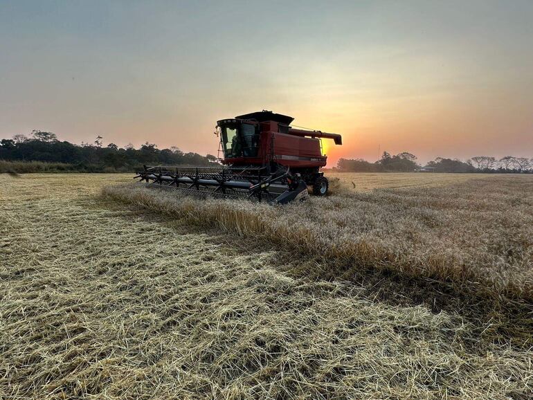 Los productores de la zona norte de Alto Paraná aceleraron este viernes la cosecha del trigo ante el pronóstico de lluvias.