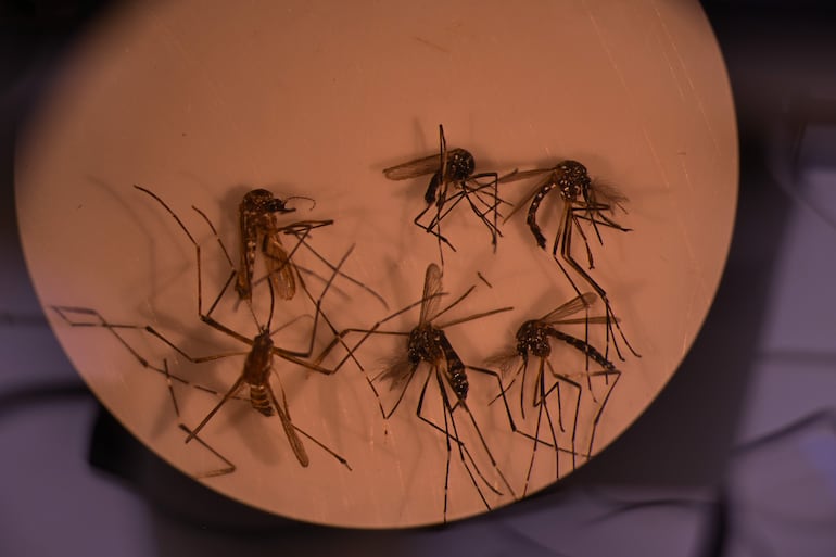 Fotografía del mosquito Aedes aegypti, responsable de transmitir el dengue, a través de un microscopio. Un estudio ceintífico demostró que son resistentes a uno de los pesticidas más utilizados.