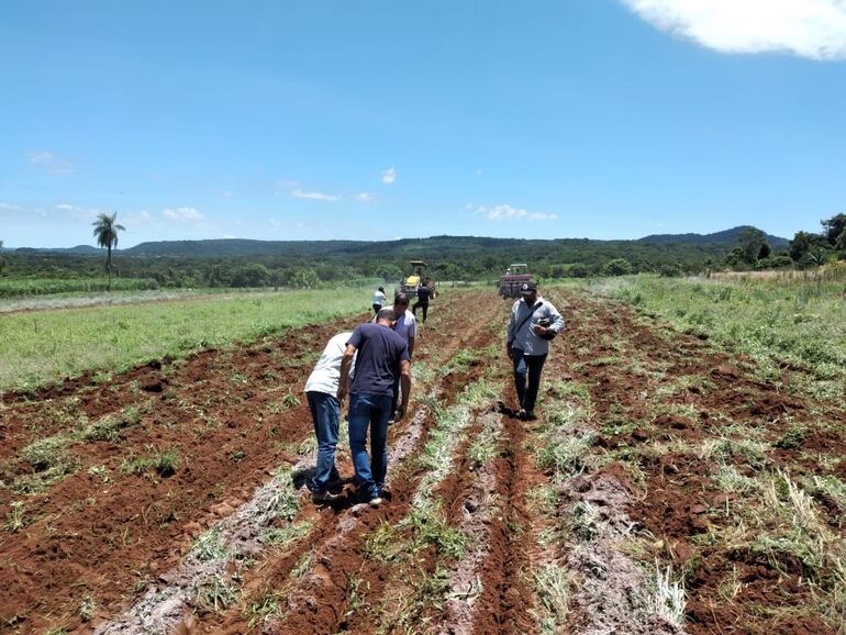 Técnicos de la DEAG, ALAT y CDA ofrecen asistencia técnica para la colocación de la cal agrícola y cultivo de abono verde en las fincas productivas.