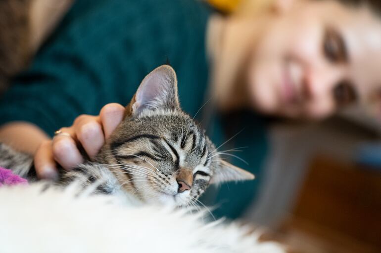 Llevar a un gato a casa por primera vez para convertirse en miembro de la familia es una experiencia muy satisfactoria, pero... existen muchos retos que encontraremos a lo largo de la estadía del felino.