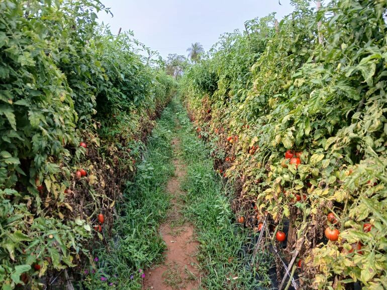 Miles de tomates se pudren en las fincas por la falta de mercado, denuncian productores de Central.