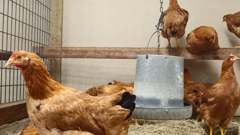 Gallinas en venta deambulan por su jaula en la tienda Wabash Feed & Garden en Houston, Texas.