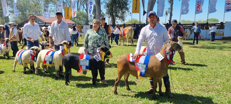 Desfilo de los mejores ejemplares de ovino en el ruedo central de la Expo Misiones, 2023.