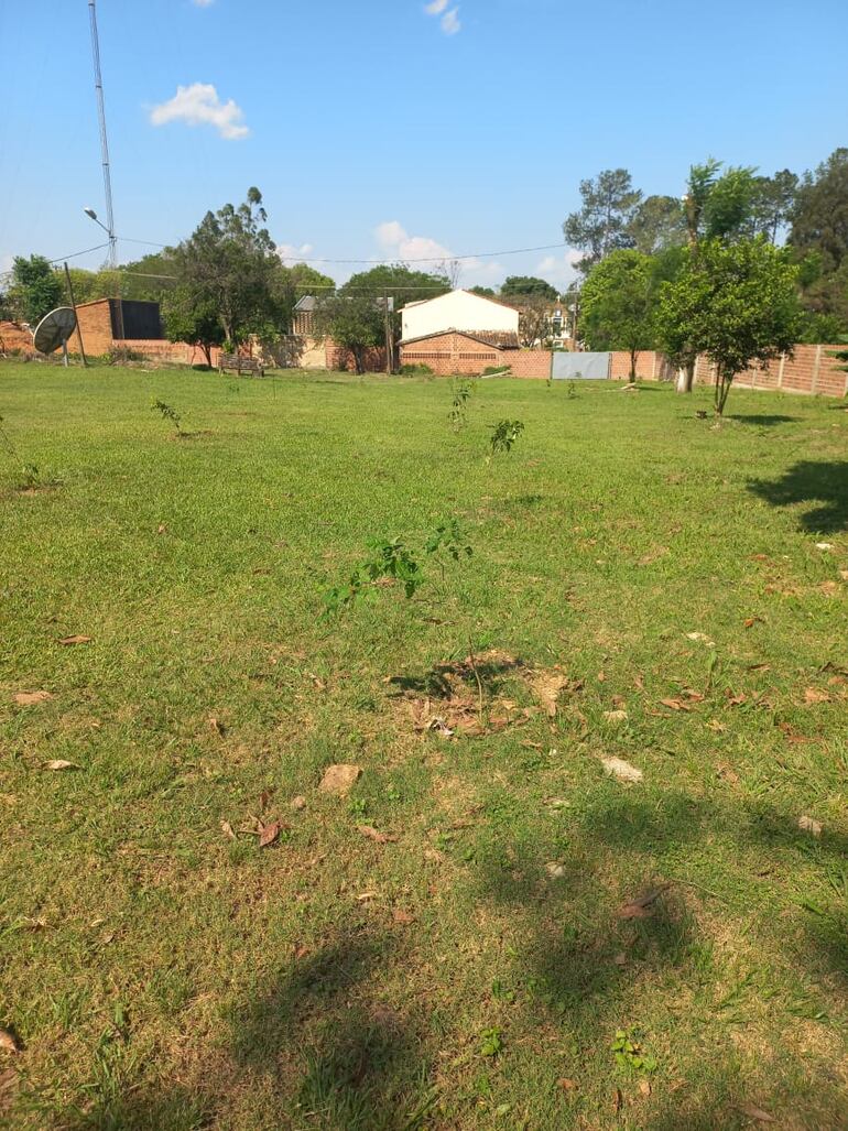 Las plantas cultivadas en el predio de la casa parroquial de la Iglesia San Pablo de Caazapá.