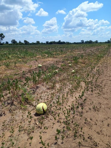 Cultivo de sandías quemado por el extremo calor y la falta de lluvias. Imagen archivo.