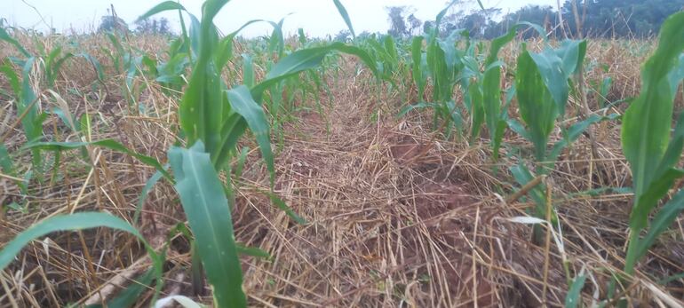 Cultivo de maíz beneficiado por la lluvia registrada en Caazapá.