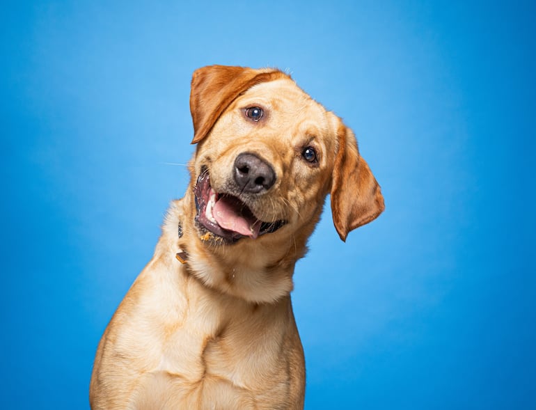 Perro Labrador Retriever.