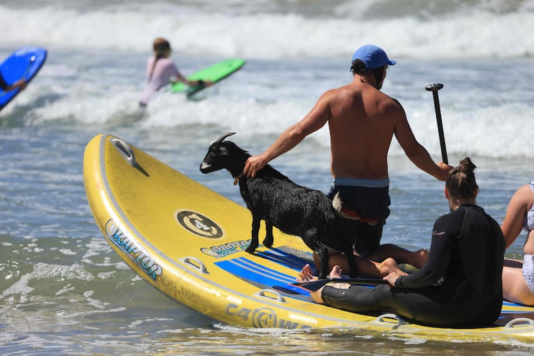 El surgista Dana McGregor, dueño de Surfing Goats chequea la intensidad de las olas con su cabra Chupacabrah, en Pismo Beach, California.