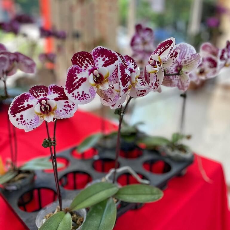 Orquídeas-Centro de Exposición del MAG