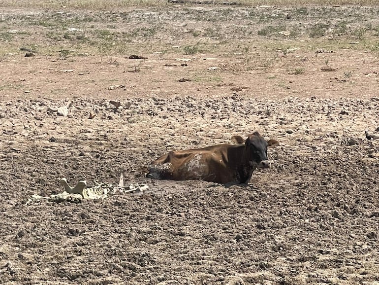 LA sequía en la cuenca baja del Pilcomayo está ocasionando el traslado masivo de animales y la mortandad de muchos.