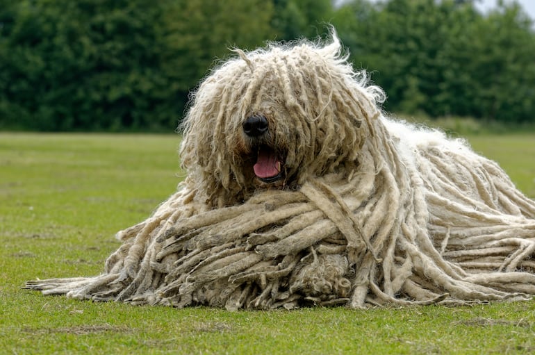 Perro Komondor.