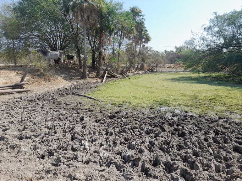 La falta de agua afecta también a los pequeños ganaderos.