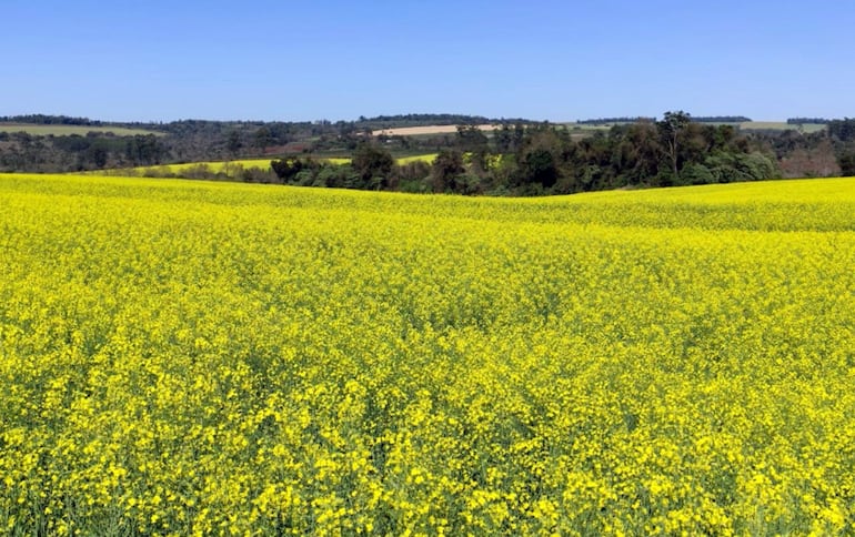 La canola es uno de los cultivos de invierno que durante el 2024 alcanzó en nuestro país una superficie de siembra de 63.359 hectáreas.