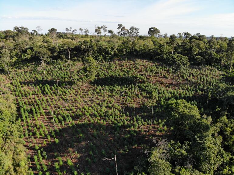 Cultivo de marihuana en Alto Verá, destruido por la Senad