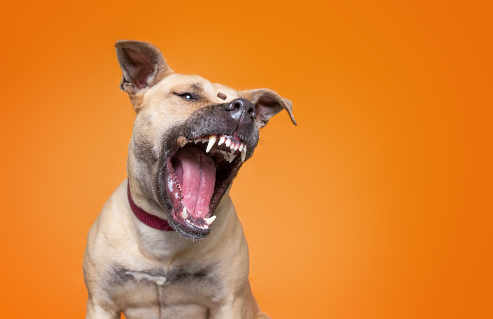 son los perros buenos para la seguridad del hogar