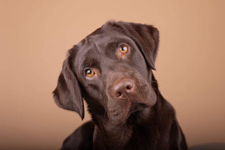 Labrador Retriever.