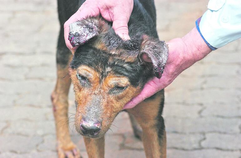 La leishmaniasis afecta a humanos y animales. 