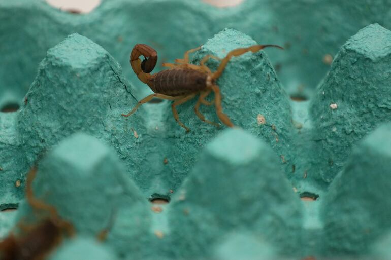 Fotografía de varios alacranes en Instituto Butantan el pasado 20 de enero, en Sao Paulo (Brasil).