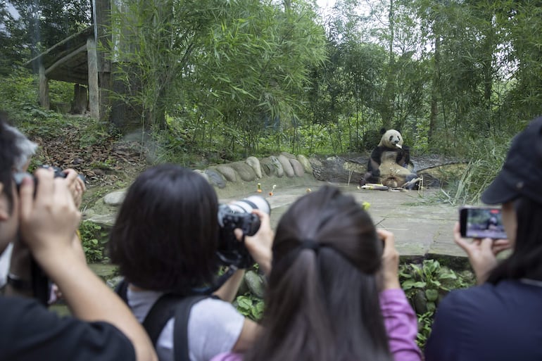 El público toma fotos de pandas gigantes en cautiverio. 