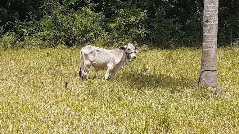 Tras denuncia de hurto recuperan un animal vacuno en Carapeguá