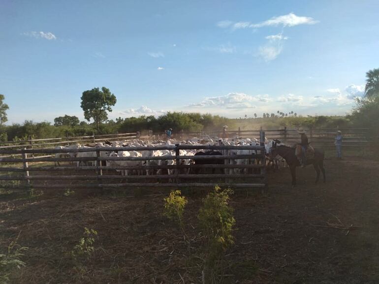 Tras el conteo de los animales recuperados se pudo ubicar 130 vacas y 8 terneros.