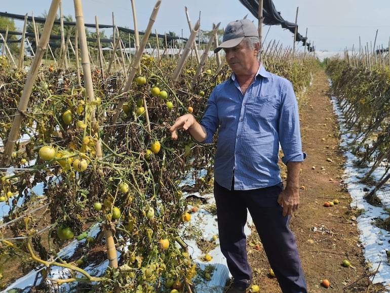 Los productores se vieron afectados por el temporal de granizadas que destruyó los cultivos agrícolas.