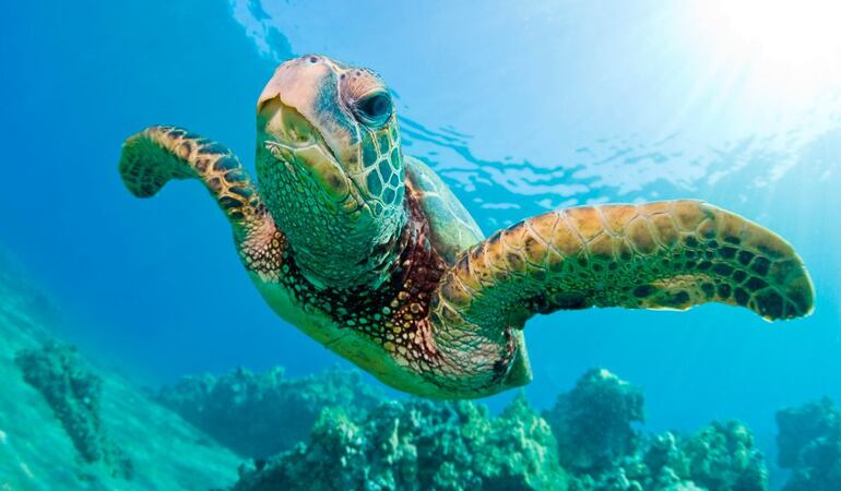 Representantes de quince países de América, que participan en la undécima reunión de la Conferencia de las Partes (COP11) de la Convención Interamericana para la Protección y Conservación de las Tortugas Marinas (CIT), realizan desde este martes en Ecuador un diagnóstico sobre la situación de esos quelonios para delinear planes y avanzar en su protección.