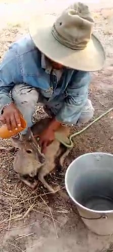 Un venadito exhausto por el cansancio y la sed llegó hasta una estancia, donde el peón busca refrescarle con el vital líquido, lejos de buscar sacrificarlo.