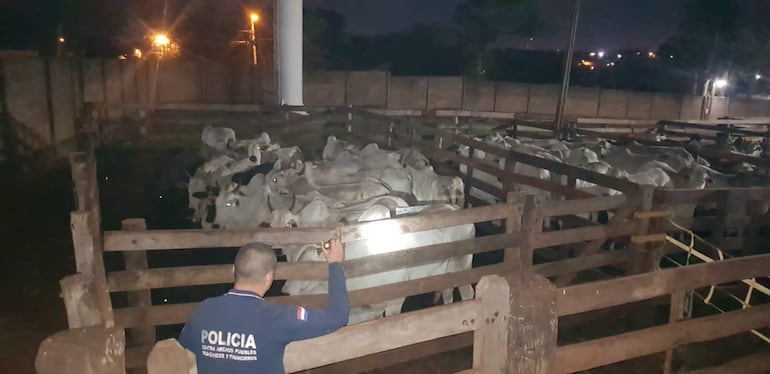 Animales presumiblemente ingresados de contrabando desde el Brasil. Estaban a punto de ser faenados en el matadero municipal de Pedro Juan Caballero.