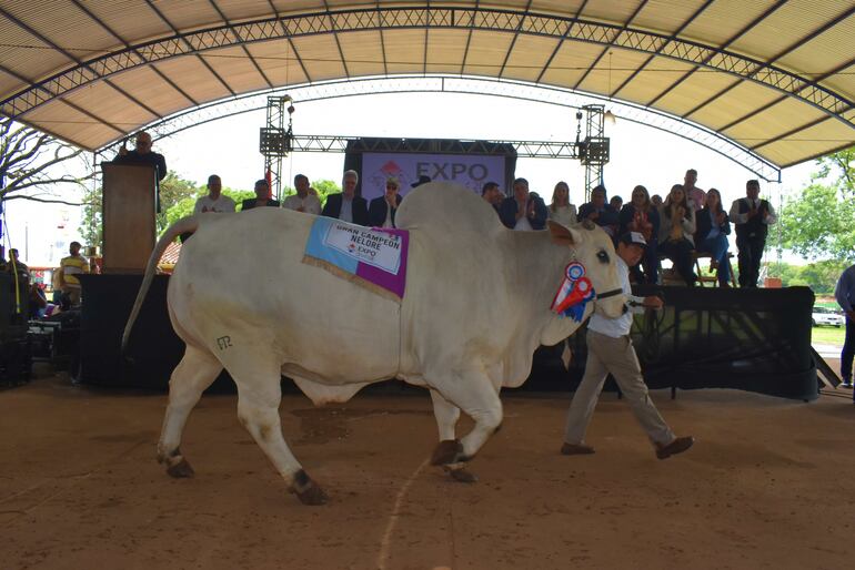 Desfile de grandes campeones bovinos de la raza Brahman durante la inauguración de la Expo Guairá.