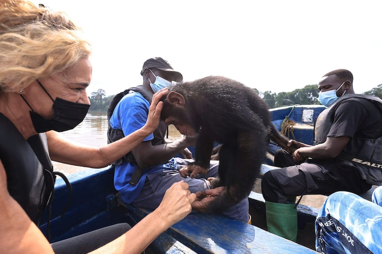 Un joven chimpancé en un bote antes de una excursión en el Parque Natural Douala-Edea en Marienberg.
