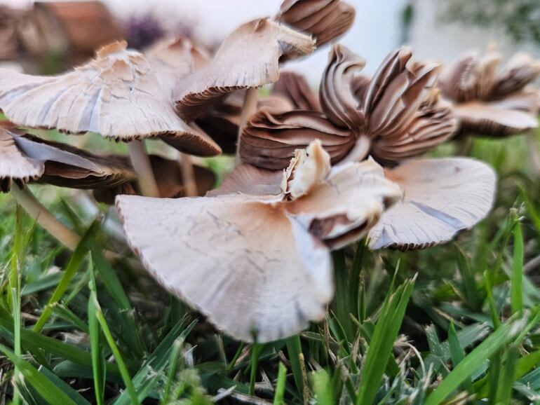 Hongos silvestres comestibles y medicinales en Paraguay.