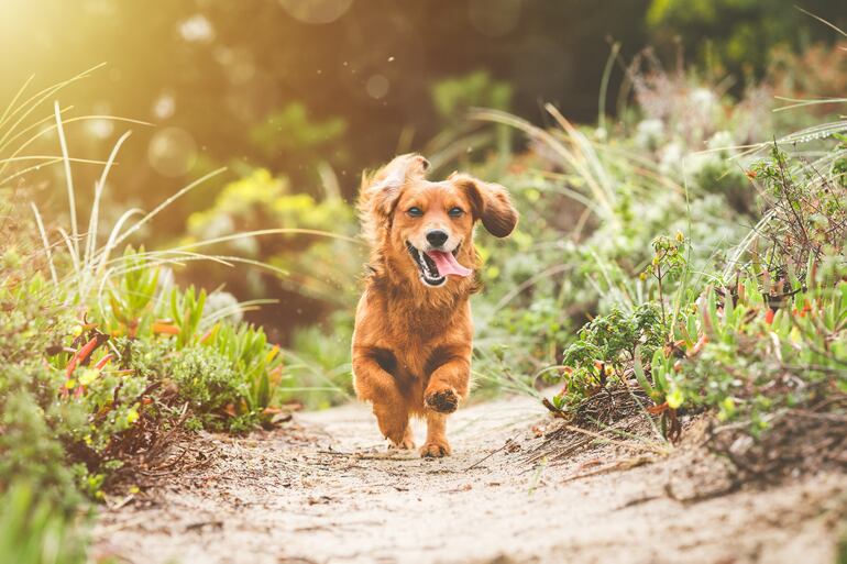 Perro con la lengua afuera