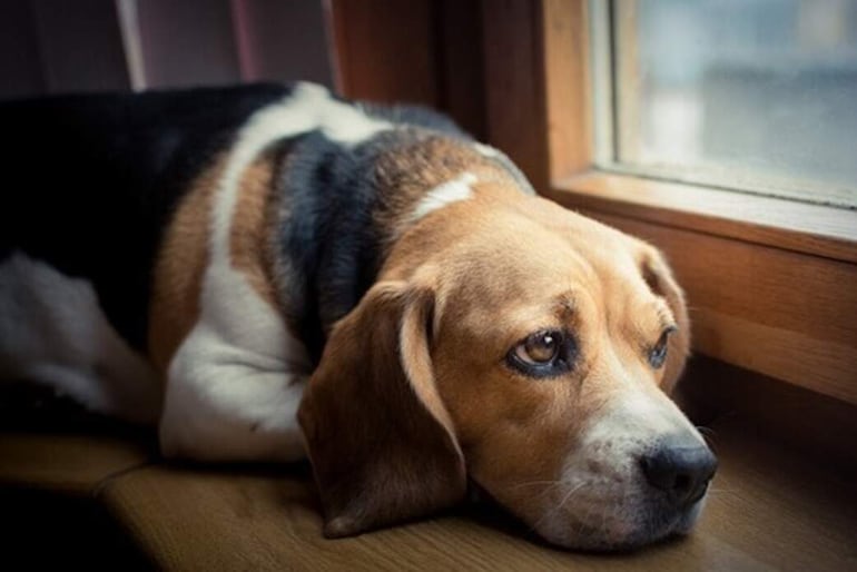 Un perro que demuestra desgana capaz solamente se encuentre débil por alguna razón. Los cambios repentinos en el comportamiento de nuestras mascotas pueden indicar síntomas de demencia senil, o depresión.