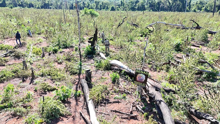 En la incursión hallaron dos hectáreas y media de plantación de marihuana en etapa de cosecha, además de 1.100 kilos de rama seca de marihuana y 3.550 kilos de marihuana picada.