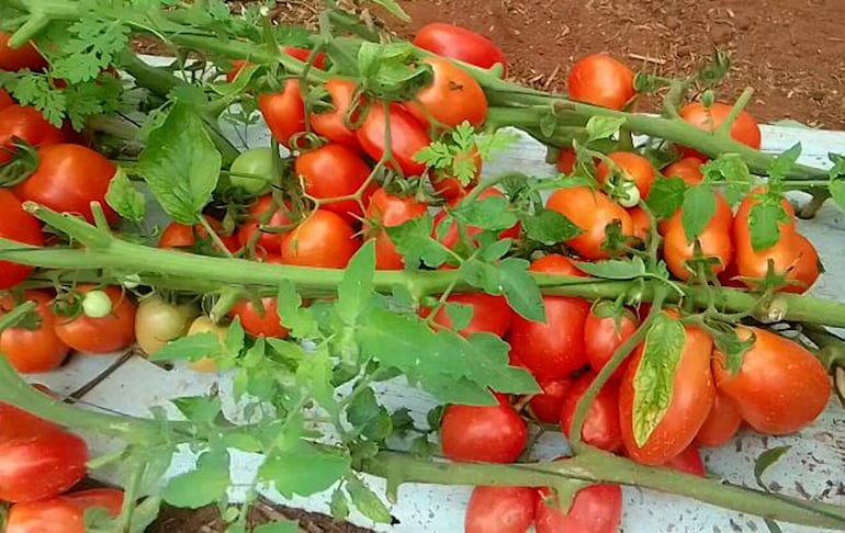 
La producción de tomate es de primera calidad, pero los agricultores no encuentran mercado para su venta 