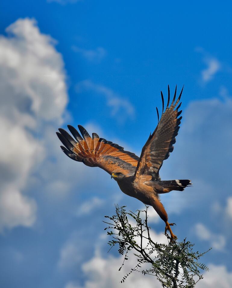 El vuelo de este taguató pytá es un poema. 