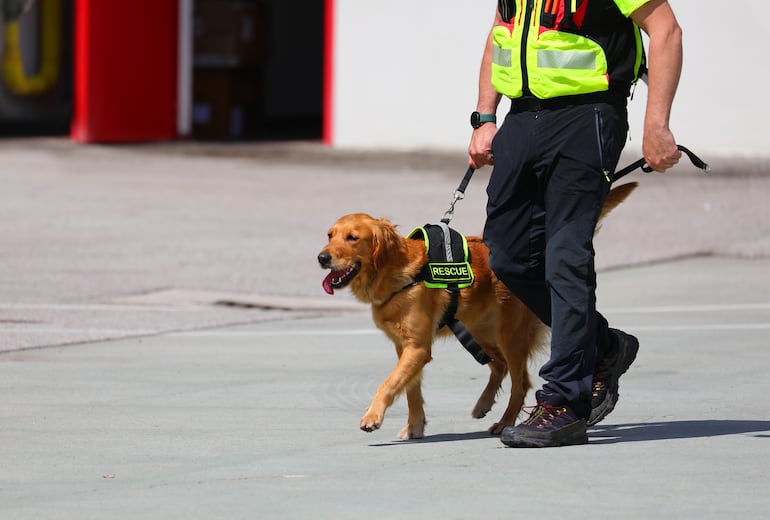 Perro de rescate, Labrador Golden Retriever.