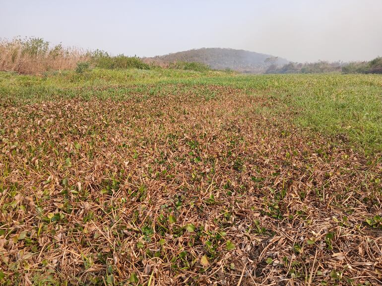 Así de seco se encuentra el riacho Barrero en el pantanal, antes navegaban embarcaciones de pasajeros y cargas por el lugar, ahora se transita por tierra.