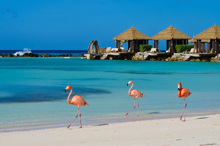 Flamencos en Aruba.