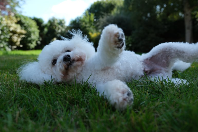 Perro Bichón Frisé.