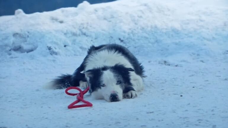 El border collie Messi interpretando a Snoop en Anatomía de una caída (Justine Triet, 2023)