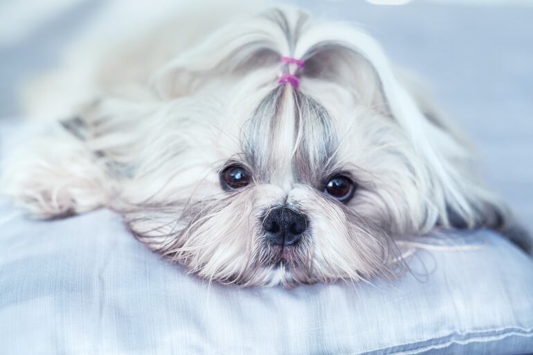 Shih Tzu