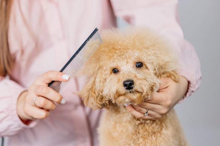 Determinar la frecuencia adecuada de peluqueo es una pregunta común entre los dueños de perros de caniches.