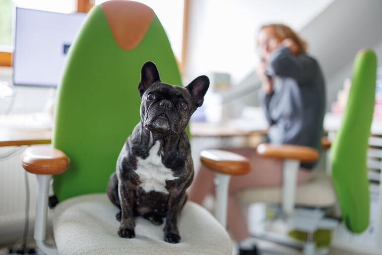 Durante la pandemia de coronavirus, muchas personas se compraron un perro en Alemania porque tenían más tiempo para una mascota al trabajar desde casa.