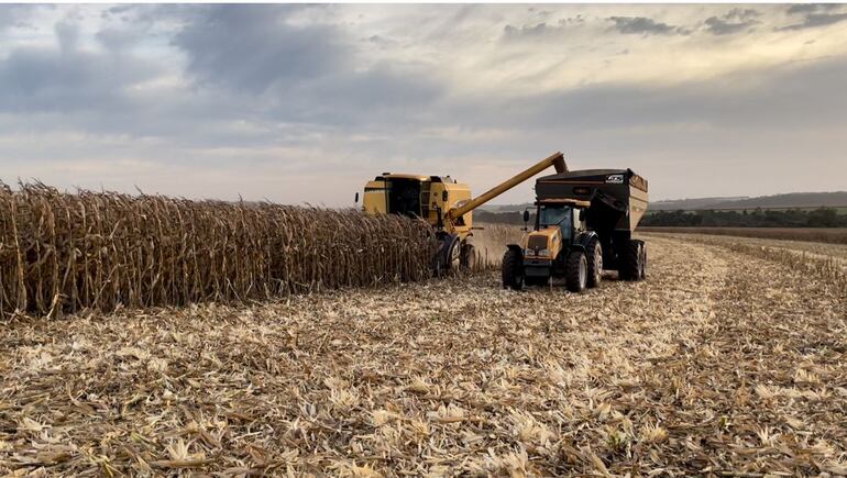 Imagen de la cosecha de maíz zafriña 2022, que fue récord. Actualmente se está cosechando la zafra 2023 que ya avanzó en un 49%, según la estimación de Capeco.