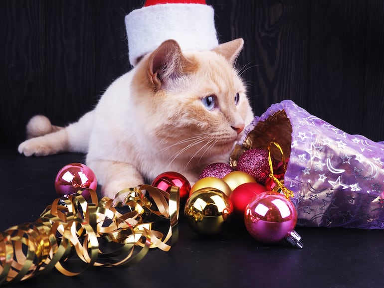 Gato en Navidad.